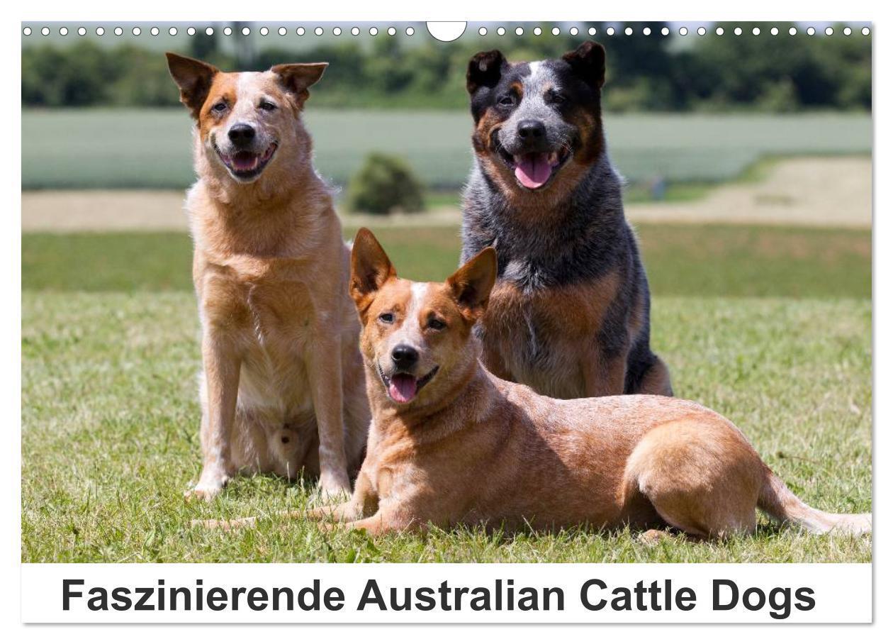 Cover: 9783435704736 | Faszinierende Australian Cattle Dogs (Wandkalender 2025 DIN A3...