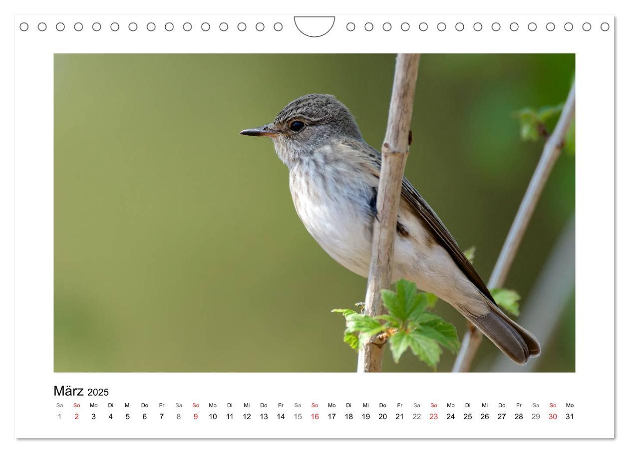 Bild: 9783435705306 | Artisten in Federn - Vögel unserer Gärten (Wandkalender 2025 DIN A4...