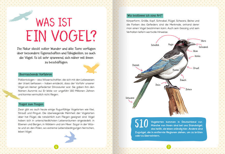 Bild: 9783741524646 | Mein Naturführer - Vögel | Beobachten - verstehen -· schützen | Buch