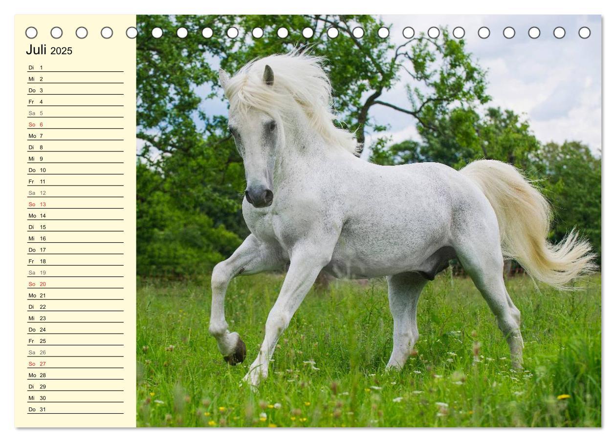 Bild: 9783435543991 | Traumpferd Lipizzaner (Tischkalender 2025 DIN A5 quer), CALVENDO...