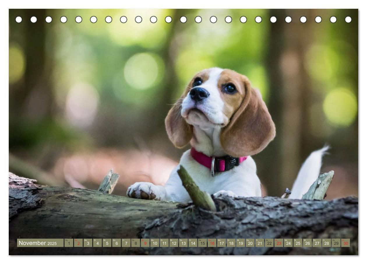 Bild: 9783435573578 | Beaglebabys auf Entdeckungstour (Tischkalender 2025 DIN A5 quer),...