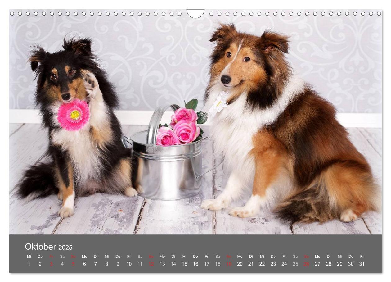 Bild: 9783435731756 | Shelties : Charmeure auf 4 Pfoten (Wandkalender 2025 DIN A3 quer),...