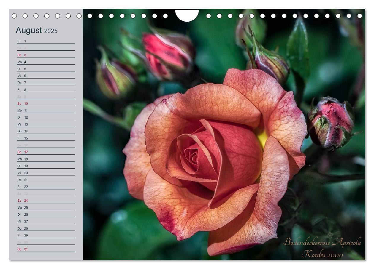 Bild: 9783435578344 | Kurfürstliche Rosen Eltville am Rhein (Wandkalender 2025 DIN A4...