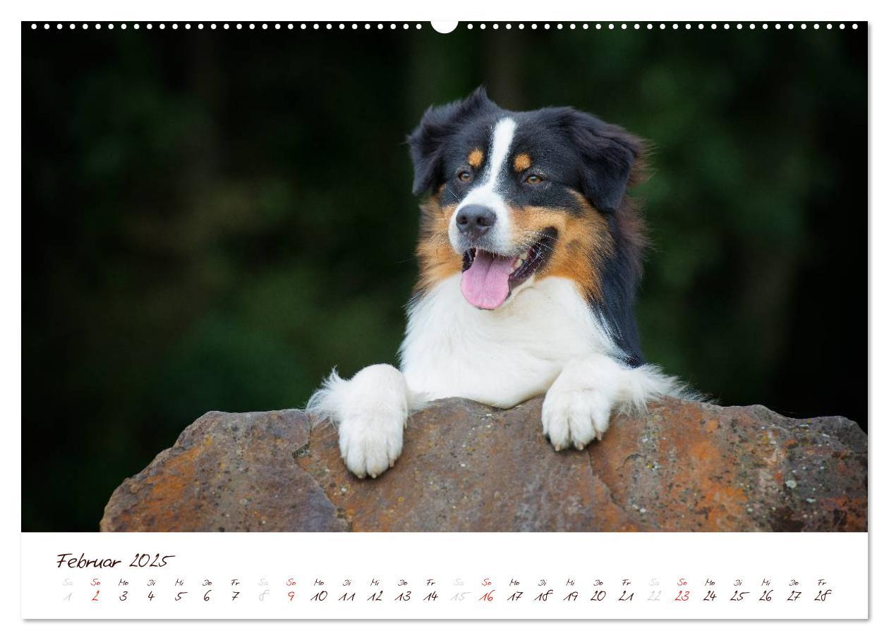 Bild: 9783435803804 | Wunderbare Australian Shepherds (hochwertiger Premium Wandkalender...