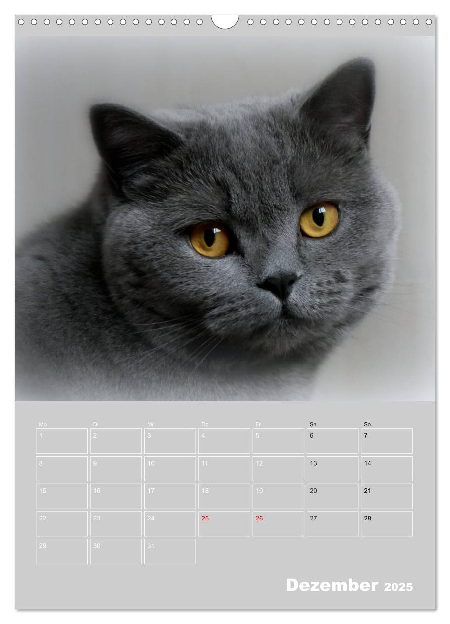 Bild: 9783435992072 | Graue Engel - Britischkurzhaar-Katzen (Wandkalender 2025 DIN A3...