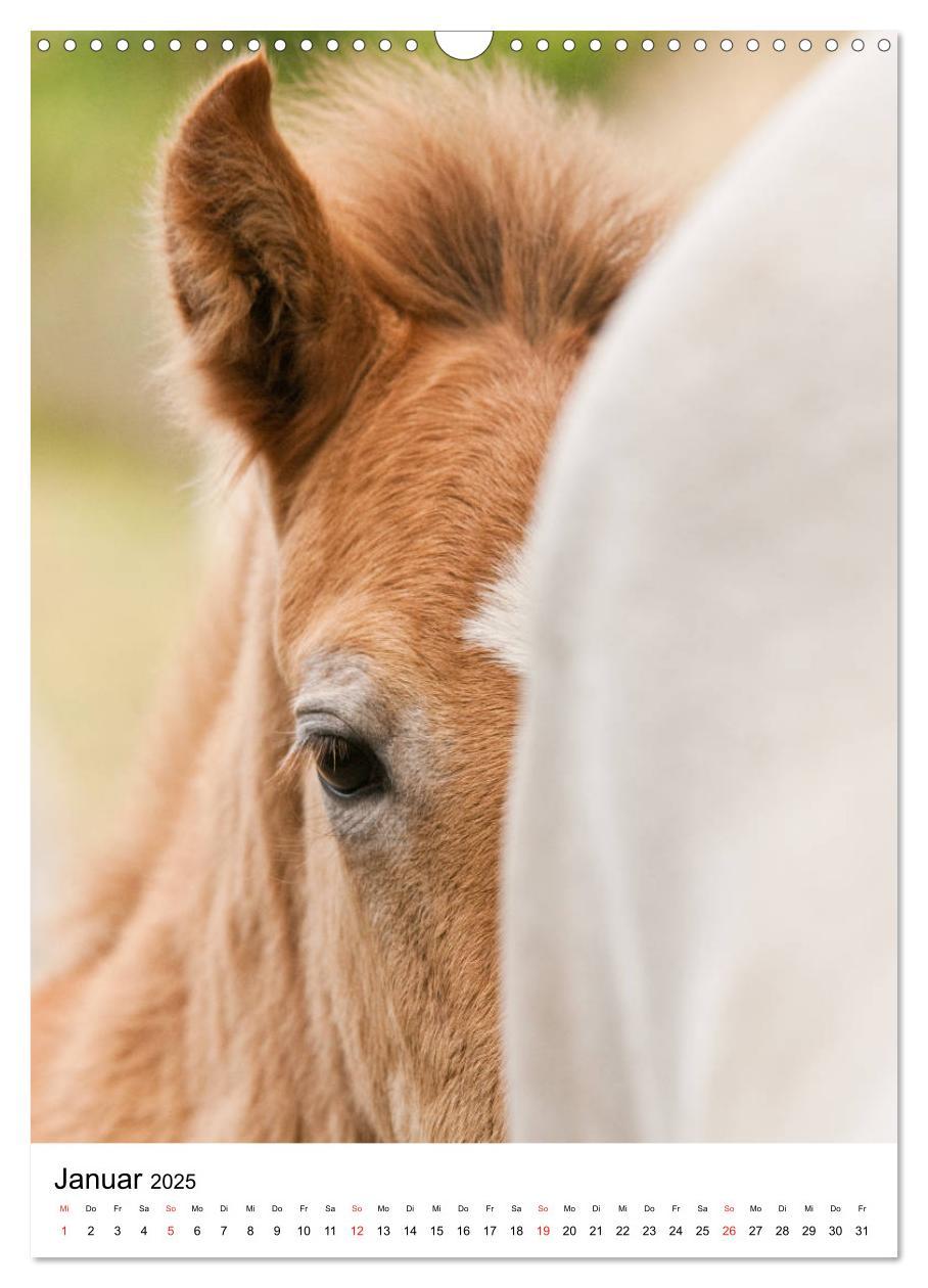 Bild: 9783435971725 | Camargue Pferde - weiße Mähnen (Wandkalender 2025 DIN A3 hoch),...