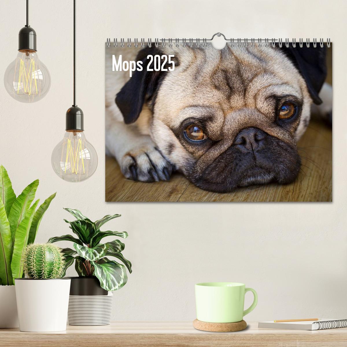 Bild: 9783435818198 | Mops 2025 (Wandkalender 2025 DIN A4 quer), CALVENDO Monatskalender