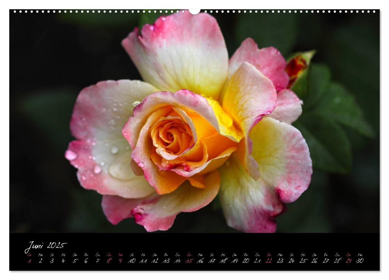 Bild: 9783435658688 | Rosen Romanze - Visuelle Musik (Wandkalender 2025 DIN A2 quer),...