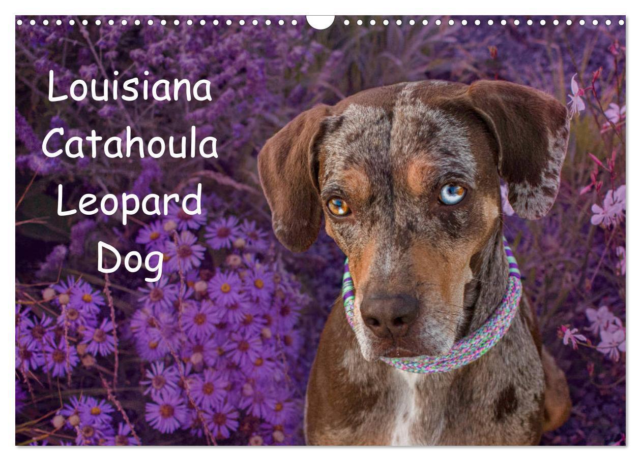 Cover: 9783435180684 | Lousiana Catahoula Leopard (Wandkalender 2025 DIN A3 quer),...