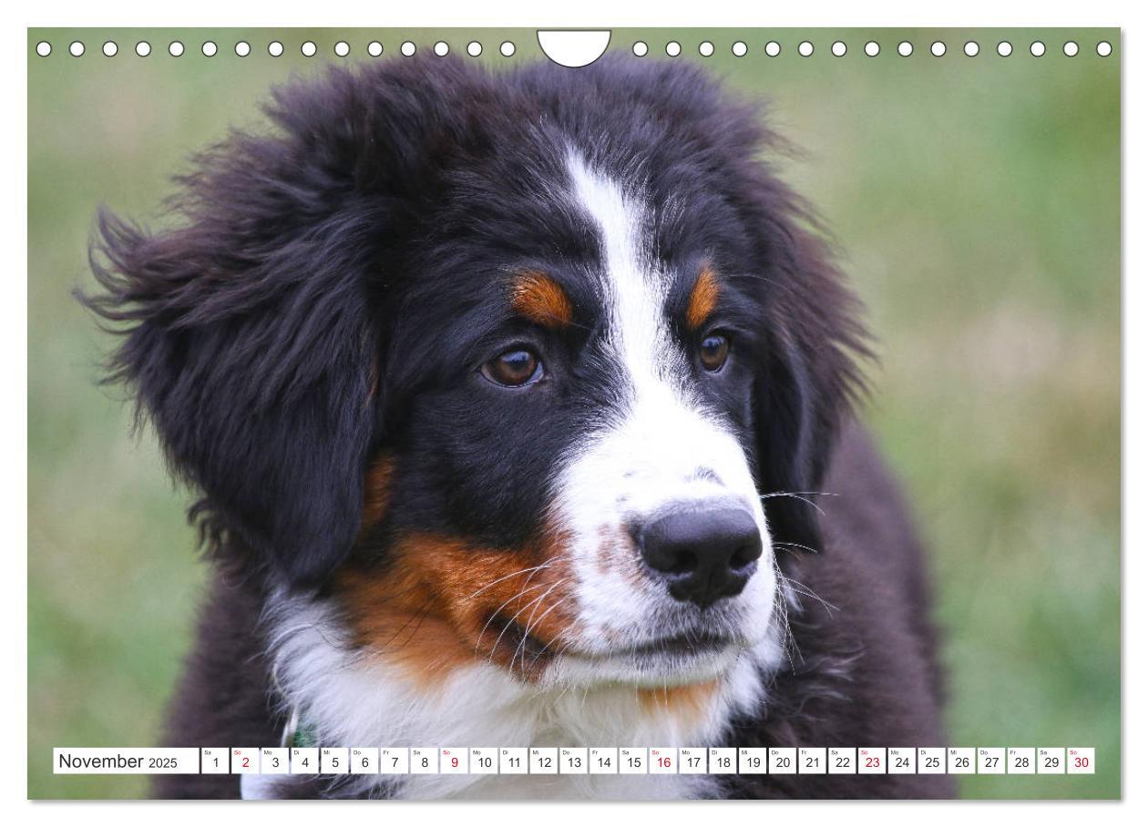 Bild: 9783435327522 | Berner Sennenhunde machen glücklich (Wandkalender 2025 DIN A4...