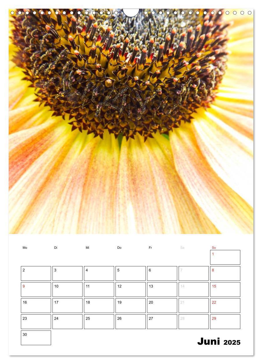 Bild: 9783457004616 | Strahlende Sonnenblumen (Wandkalender 2025 DIN A3 hoch), CALVENDO...