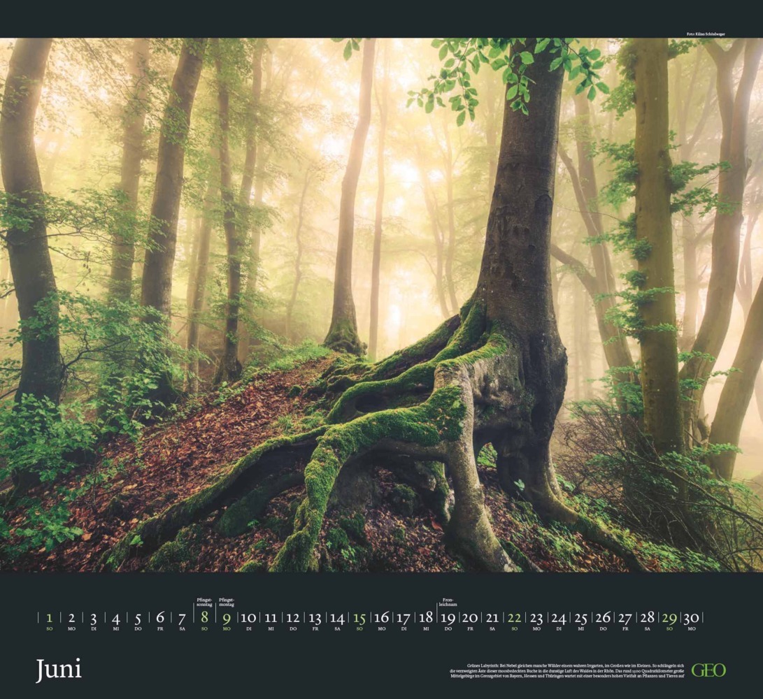 Bild: 4002725988683 | GEO - Sehnsucht Wald Wandkalender 2025 - Eindrucksvoller...