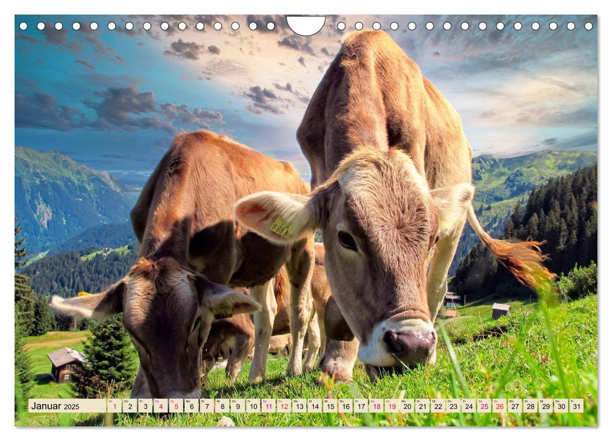 Bild: 9783435119479 | Berg-Kühe, Natur pur - unser schönster Urlaub (Wandkalender 2025...