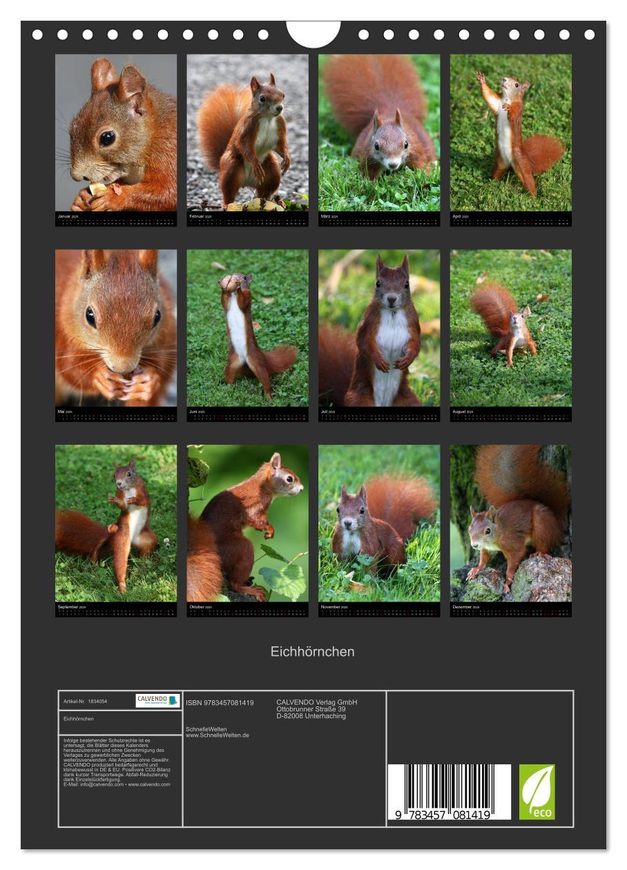 Bild: 9783457081419 | Eichhörnchen (Wandkalender 2025 DIN A4 hoch), CALVENDO Monatskalender