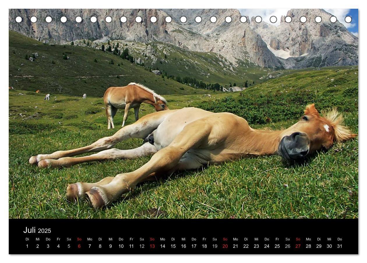 Bild: 9783435555376 | Wunderschöne Haflingerwelt (Tischkalender 2025 DIN A5 quer),...