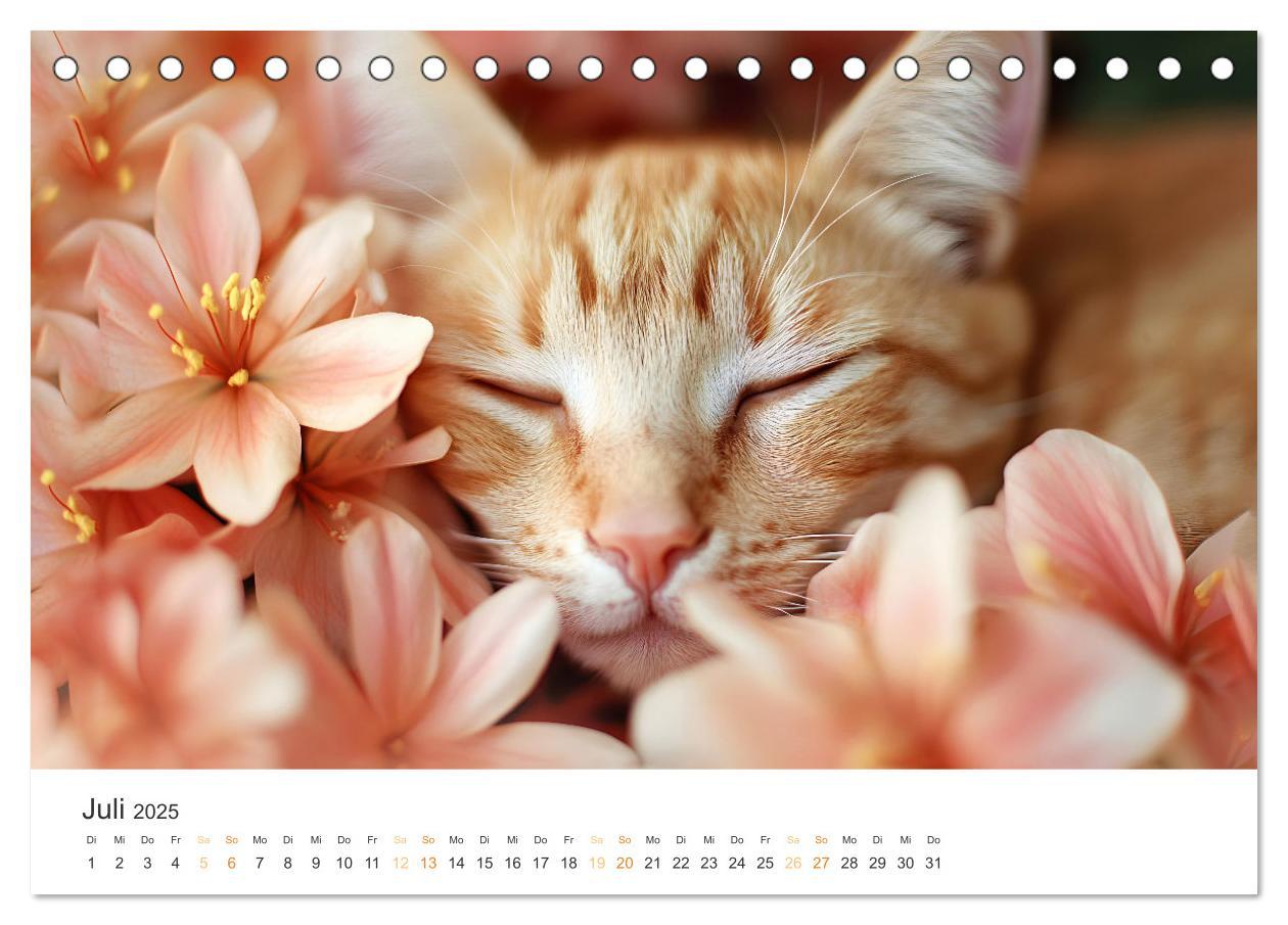 Bild: 9783457203897 | Katzen - sanfte Schönheiten (Tischkalender 2025 DIN A5 quer),...