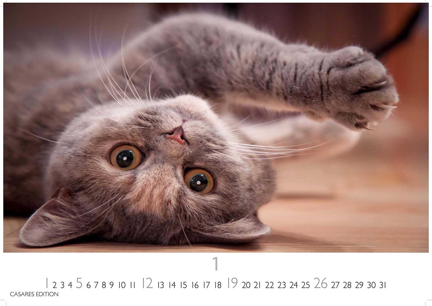 Bild: 9781835243220 | Funny Cats 2025 L 35x50cm | Kalender | 14 S. | Deutsch | 2025