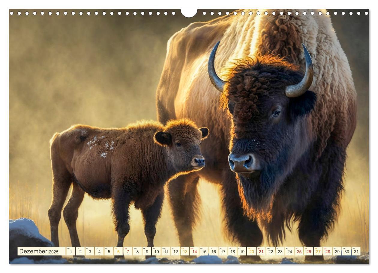 Bild: 9783383911859 | Amerikanischer Bison (Wandkalender 2025 DIN A3 quer), CALVENDO...