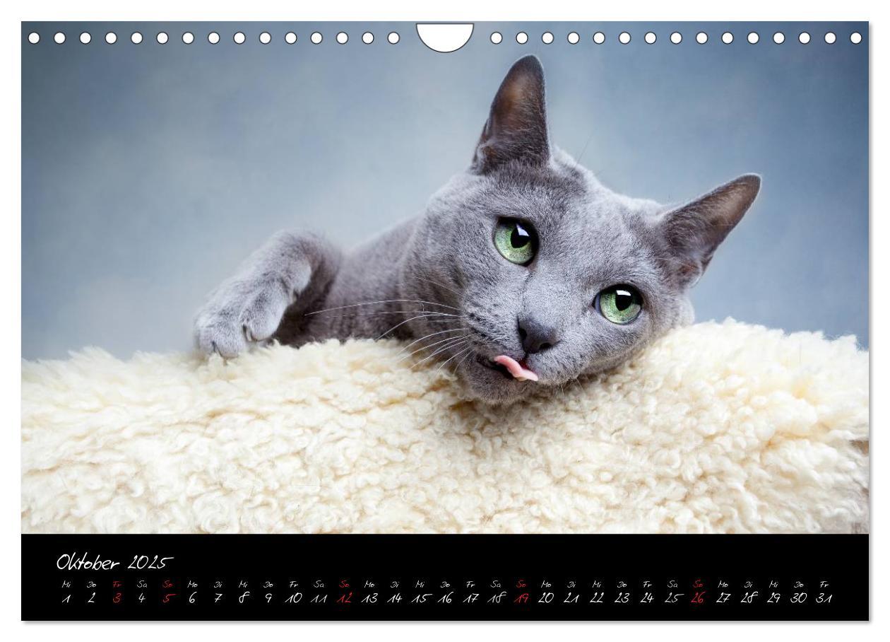 Bild: 9783435837663 | Katzen 2025 (Wandkalender 2025 DIN A4 quer), CALVENDO Monatskalender