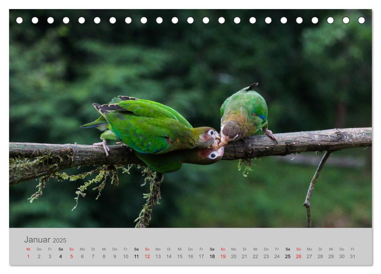 Bild: 9783435618668 | Costa Rica - Exotische Vögel im Regenwald (Tischkalender 2025 DIN...