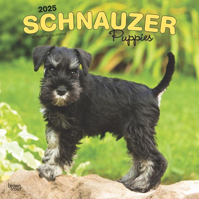 Cover: 9781975475666 | Schnauzer Puppies 2025 12 X 24 Inch Monthly Square Wall Calendar...