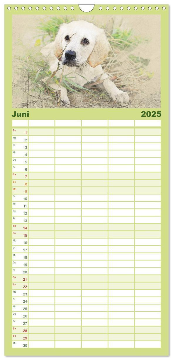 Bild: 9783457121177 | Familienplaner 2025 - Hundewelpen 2025 mit 5 Spalten (Wandkalender,...