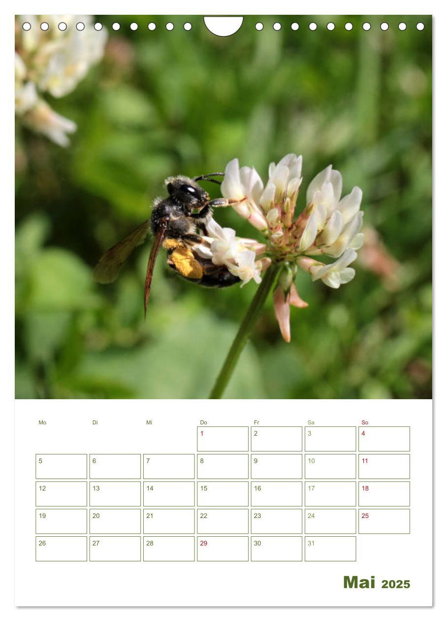 Bild: 9783457002001 | Wildbienen-Terminplaner 2025 (Wandkalender 2025 DIN A4 hoch),...