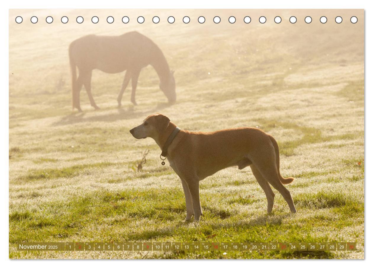 Bild: 9783435270583 | Pferd und Hund - Vierbeinige Freunde (Tischkalender 2025 DIN A5...