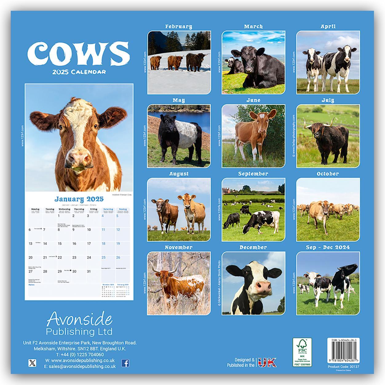 Rückseite: 9781804604281 | Cows - Kühe 2025 - 16-Monatskalender | Avonside Publishing Ltd | 13 S.