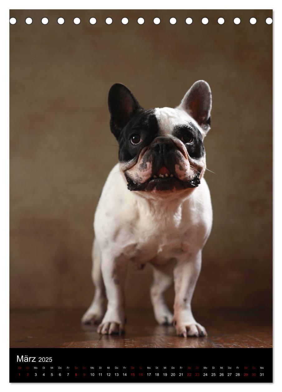 Bild: 9783435999040 | Bullys mit Charme - Französische Bulldoggen im Portrait...