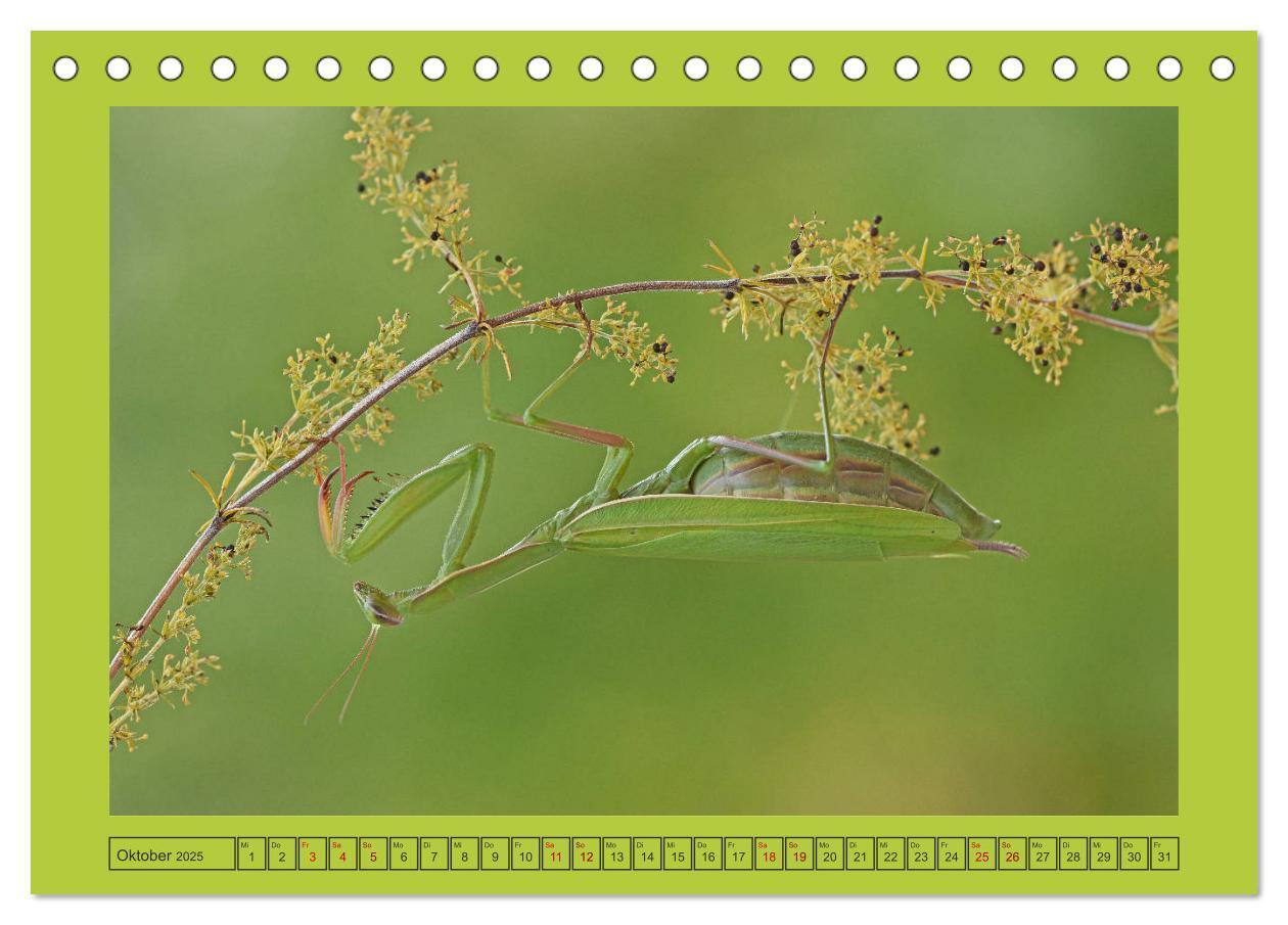 Bild: 9783435149483 | Die Gottesanbeterin Mantis Religiosa (Tischkalender 2025 DIN A5...