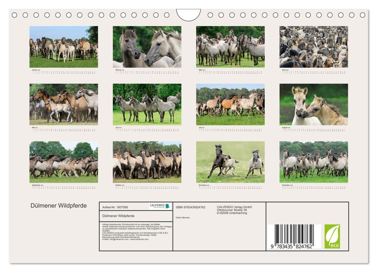 Bild: 9783435824762 | Dülmener Wildpferde (Wandkalender 2025 DIN A4 quer), CALVENDO...