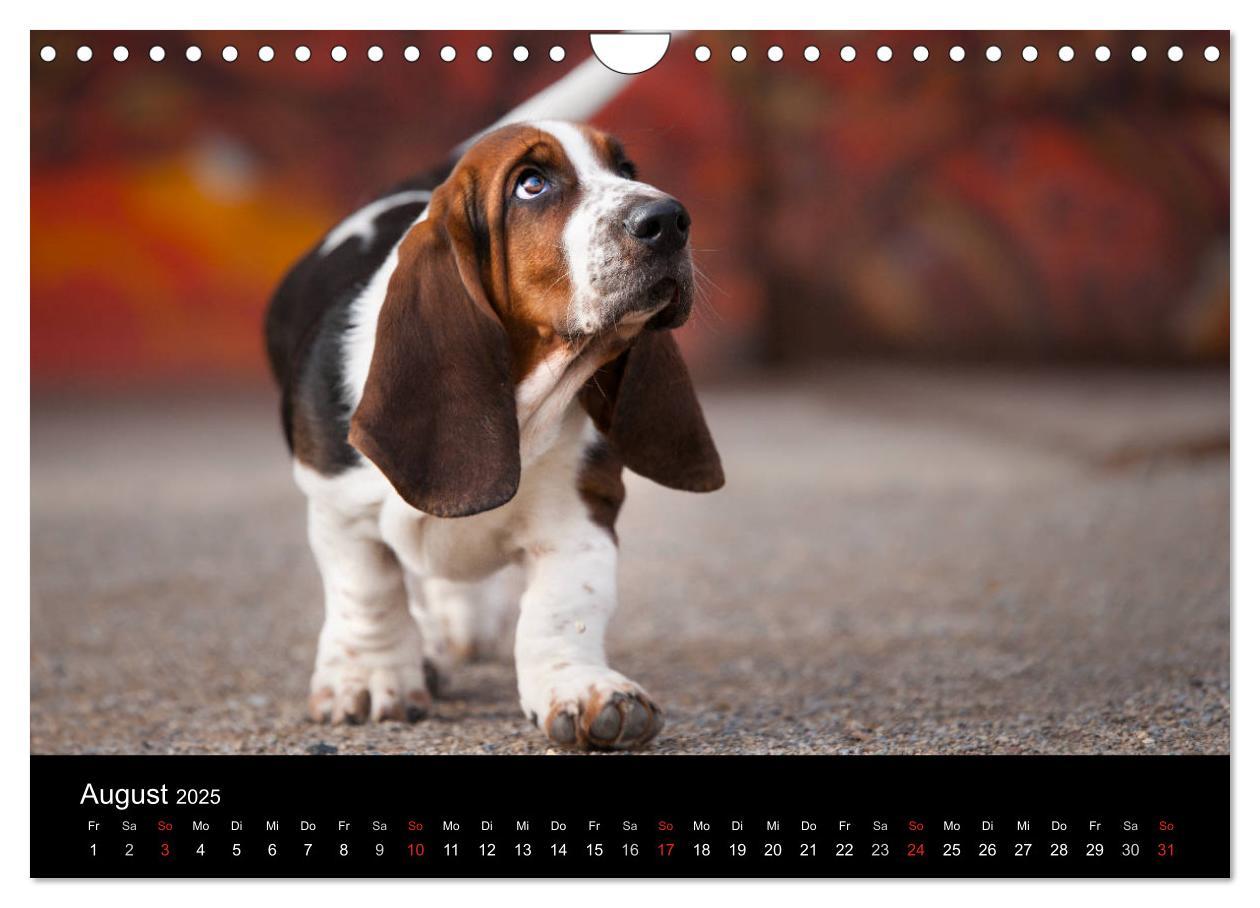 Bild: 9783457183274 | Der Basset, eine LANGE und besondere Liebe (Wandkalender 2025 DIN...