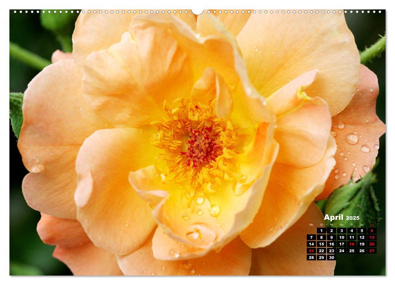 Bild: 9783435234356 | Magie der Rosen (Wandkalender 2025 DIN A2 quer), CALVENDO...