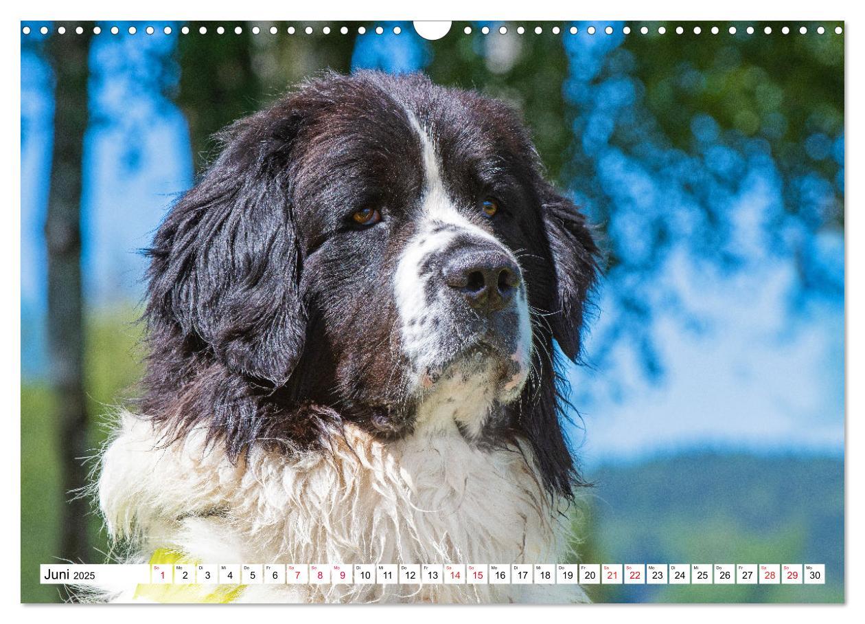 Bild: 9783383893865 | Traumhund Landseer (Wandkalender 2025 DIN A3 quer), CALVENDO...