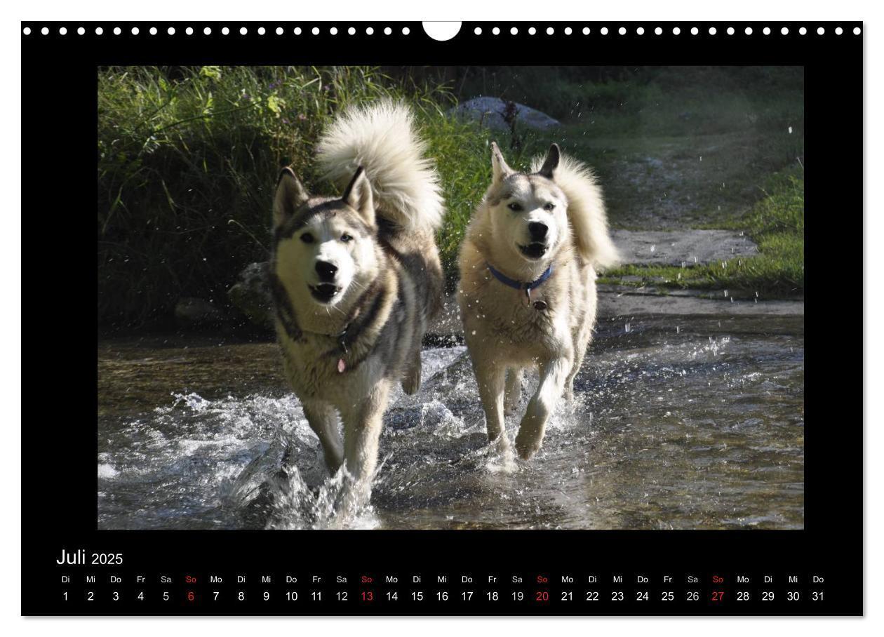 Bild: 9783435837342 | Husky-Kalender (Wandkalender 2025 DIN A3 quer), CALVENDO...