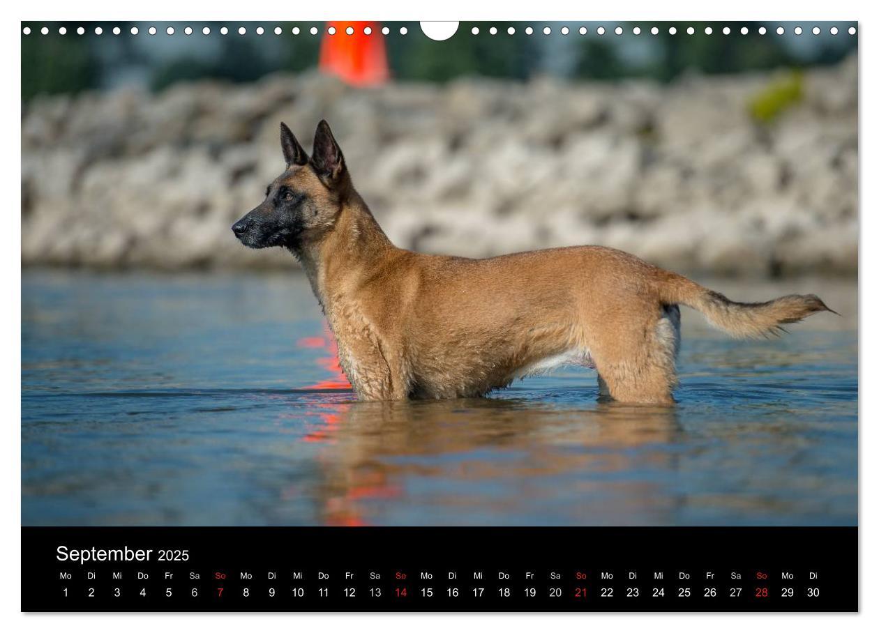 Bild: 9783435631445 | Belgischer Schäferhund - Der Malinois in Action (Wandkalender 2025...