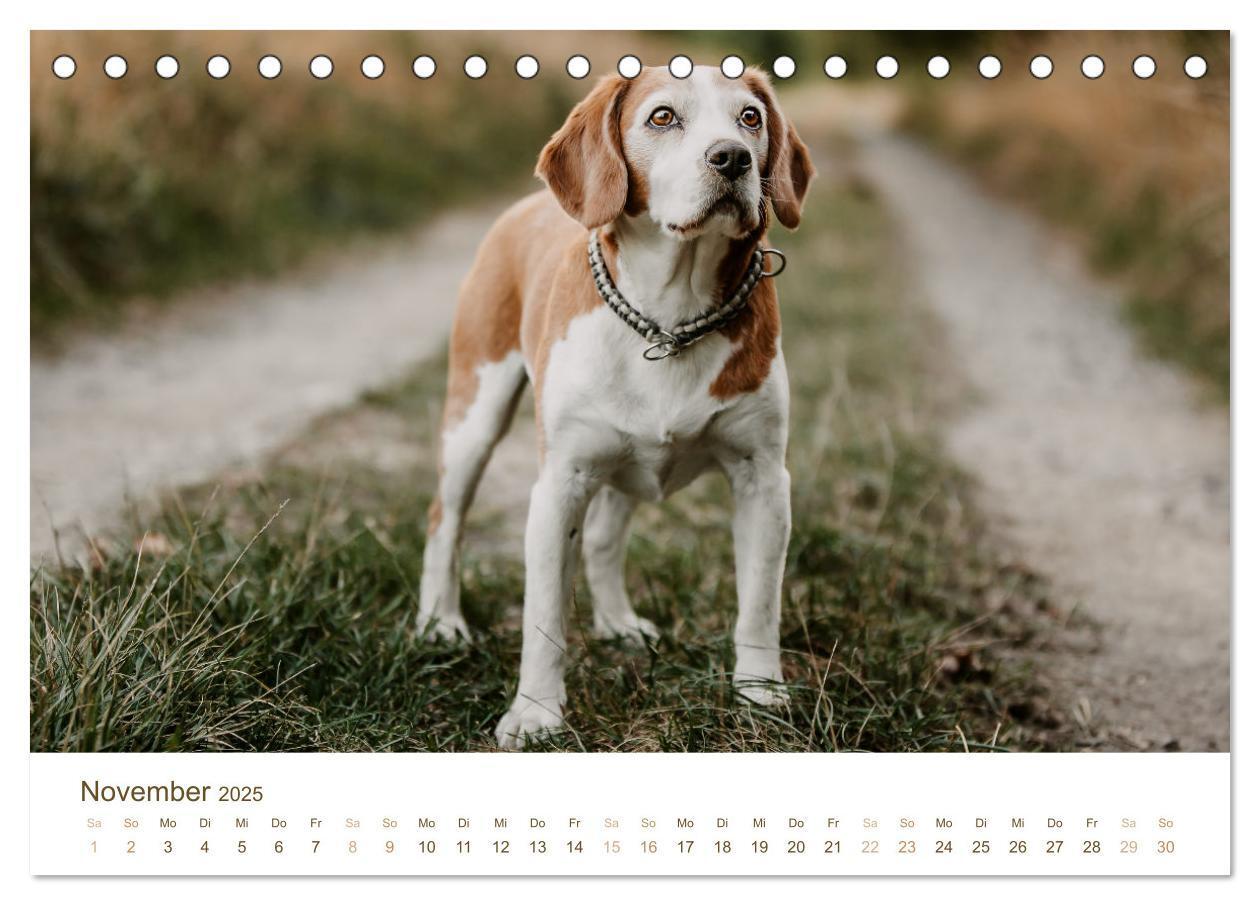 Bild: 9783435016112 | Beagle - Unser treuer Begleiter (Tischkalender 2025 DIN A5 quer),...