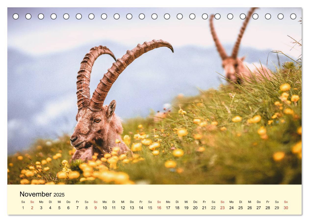 Bild: 9783435175086 | Scheue Wildtiere in heimischen Wäldern und Bergen (Tischkalender...