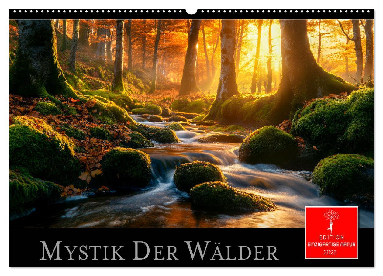 Cover: 9783457224793 | Mystik der Wälder (Wandkalender 2025 DIN A2 quer), CALVENDO...