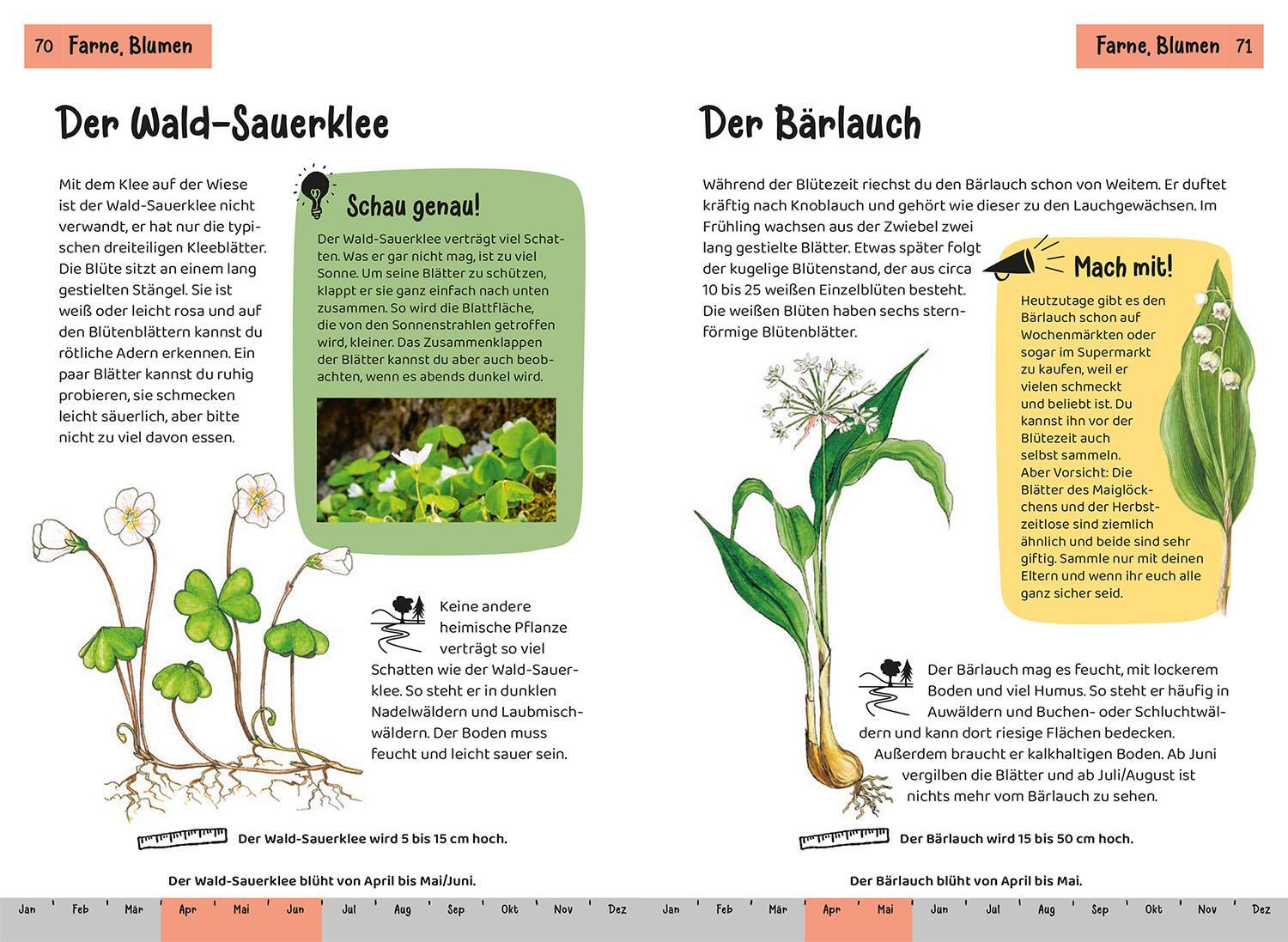 Bild: 9783440175750 | Was lebt im Wald? Kindernaturführer | Holger Haag | Taschenbuch | 2024