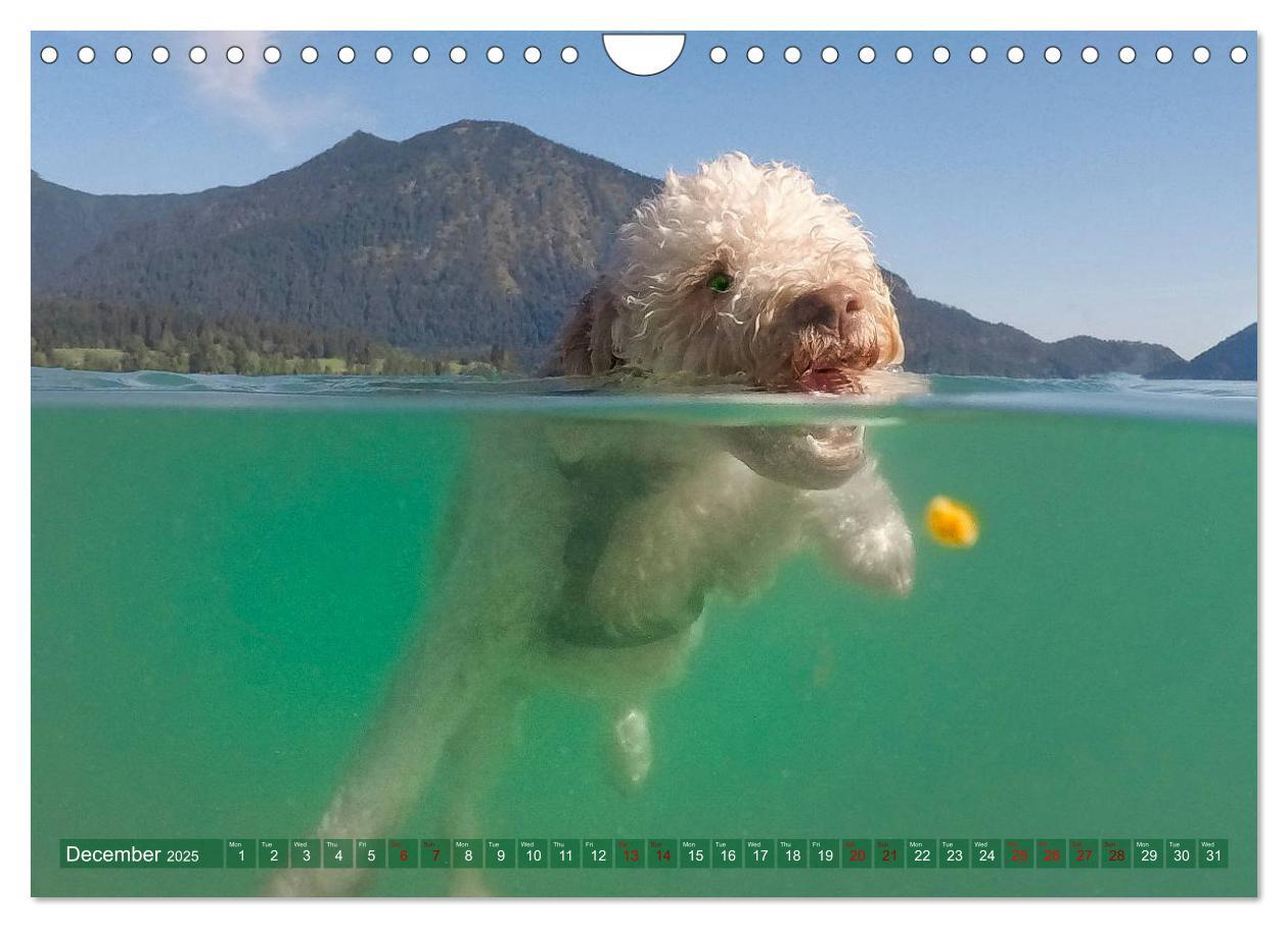 Bild: 9781325940905 | Lagotto Romagnolo Splash Edition (Wall Calendar 2025 DIN A4...