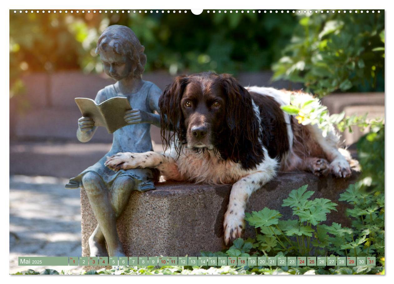 Bild: 9783435264285 | Passion Jagdhund - Kleiner Münsterländer (Wandkalender 2025 DIN A2...