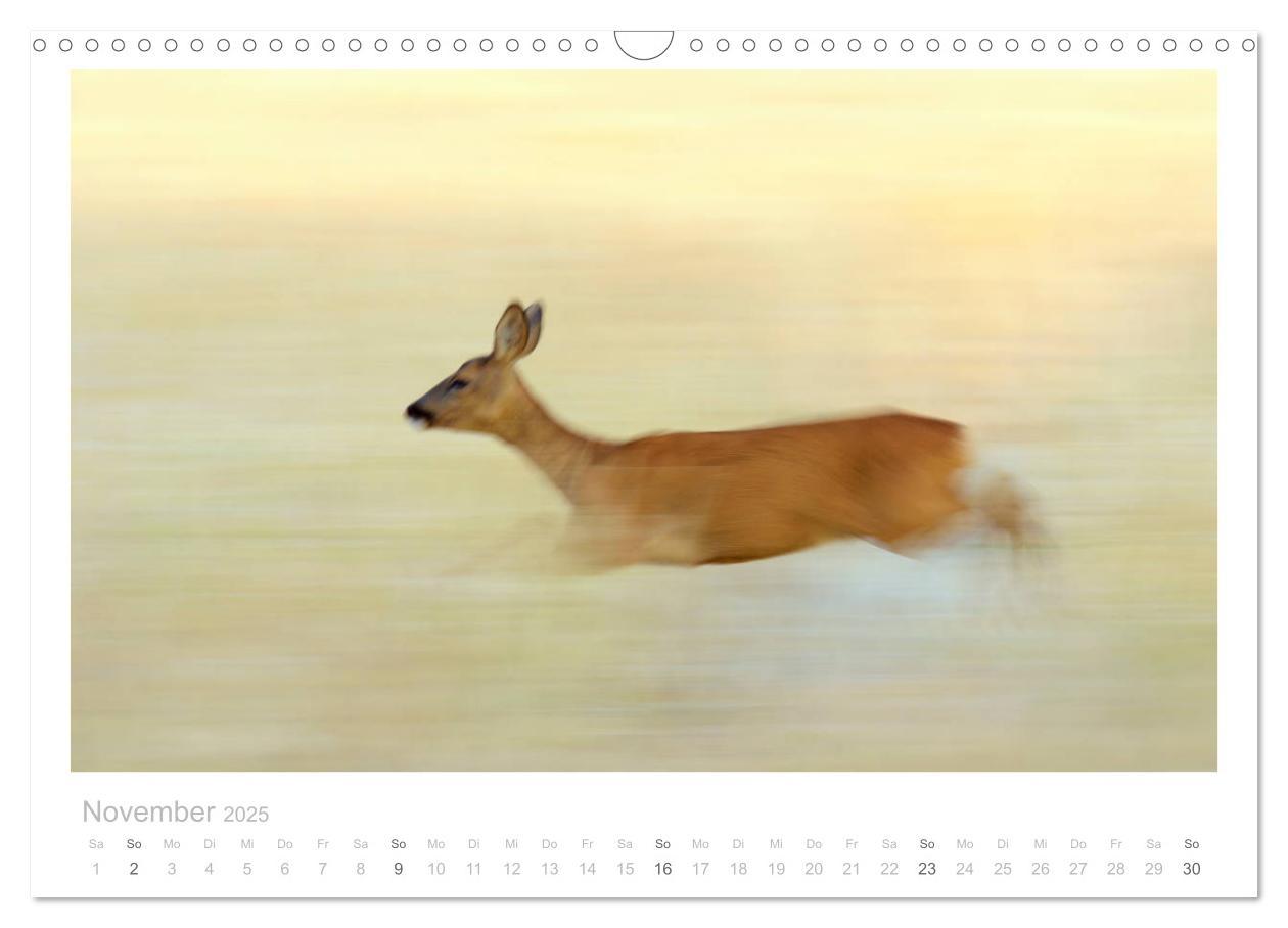 Bild: 9783435110933 | Rehwild 2025 (Wandkalender 2025 DIN A3 quer), CALVENDO Monatskalender