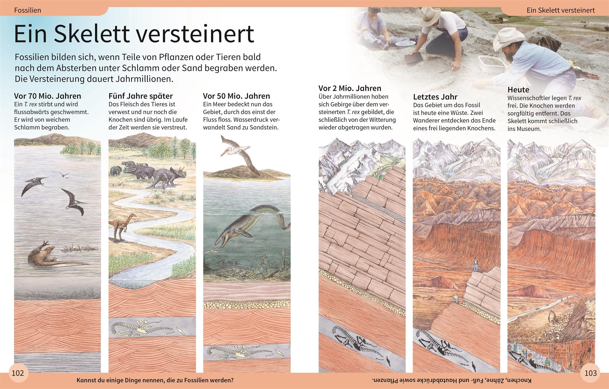 Bild: 9783831044191 | DK Kinderlexikon. Dinosaurier | DK Verlag | Buch | DK Kinderlexikon