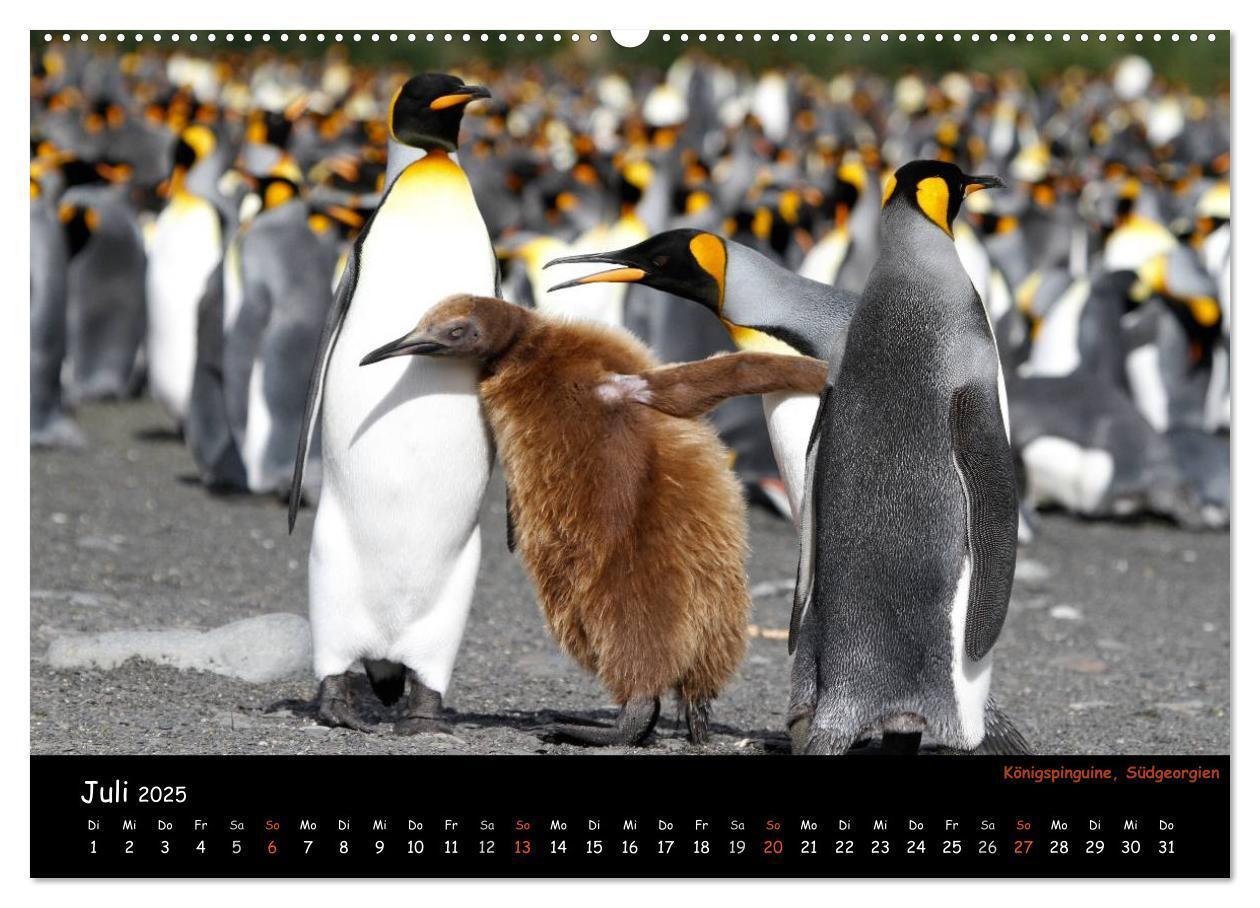 Bild: 9783435811700 | Pinguine aus aller Welt (Wandkalender 2025 DIN A2 quer), CALVENDO...