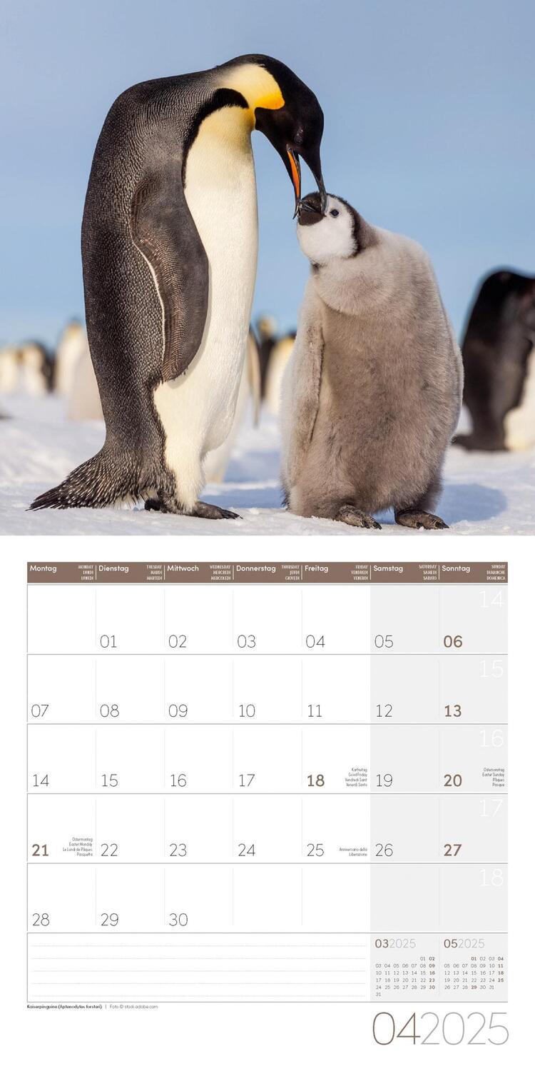 Bild: 9783838445250 | Pinguine Kalender 2025 - 30x30 | Ackermann Kunstverlag | Kalender