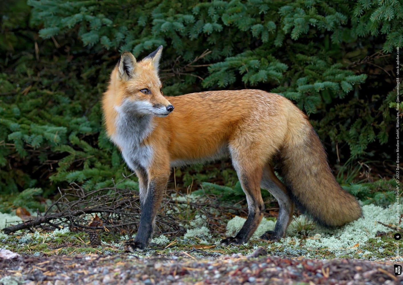 Bild: 4260694920480 | Eule, Fuchs und Hirsch. Tiere im Wald | Monika Lehner | Box | Deutsch