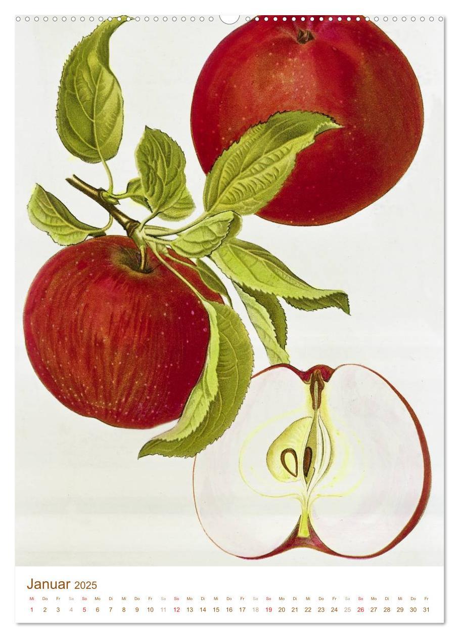 Bild: 9783457046029 | Obstbäume: Botanische Zeichnungen und historische Stiche...