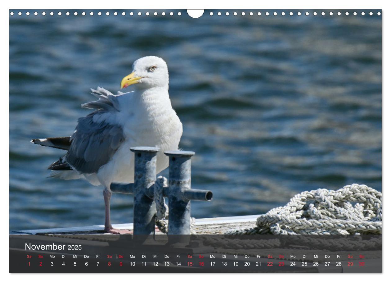 Bild: 9783383926143 | Strand und Küste - Möwen (Wandkalender 2025 DIN A3 quer), CALVENDO...